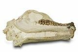 Superb, Fossil Oreodont (Eporeodon) Skull w/ Atlas Vertebra #372996-6
